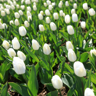 Darwin Hybrid 'Hakuun' or 'White Clouds Tulip (Mid to Late)